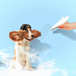 有趣的西班牙狗狗小狗飞行员犬类朋友食肉斑点眼睛英语头发动物图片