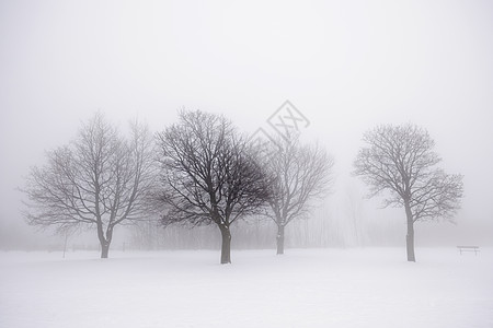 冬天树雪雾雾中的冬树灰色白色团体蓝色薄雾调子场景风景分支机构多云背景