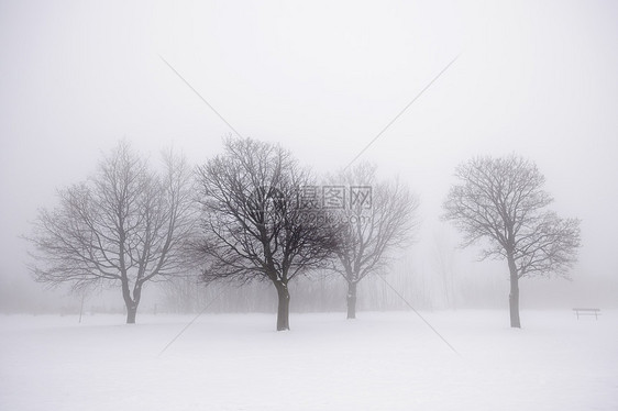 雾中的冬树灰色白色团体蓝色薄雾调子场景风景分支机构多云图片