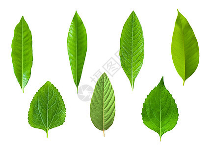 绿叶白色静脉草本植物生态生长季节植物植物群环境树叶图片