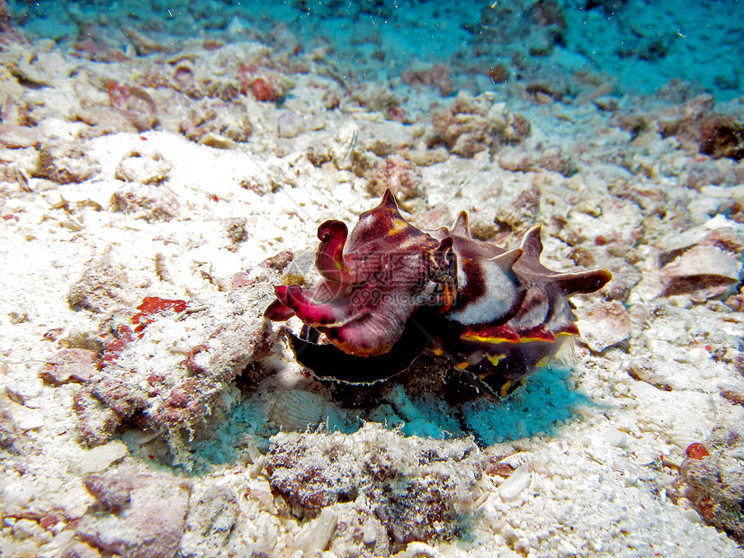 燃泡鱼野生动物乌贼水平珊瑚褐色费费褐藻热带海洋潜水图片
