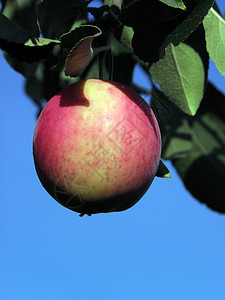 红苹果食物小吃农业叶子花园营养红色饮食绿色水果图片