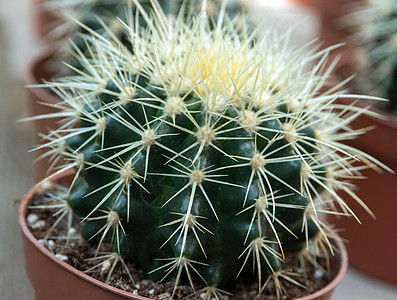 仙人掌生活花园草本植物花仙盆栽植物绿色盆花叶子人掌图片