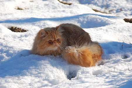 雪上的吉尔比生物乐趣猫科动物季节天气哺乳动物下雪滑雪山猫小猫图片