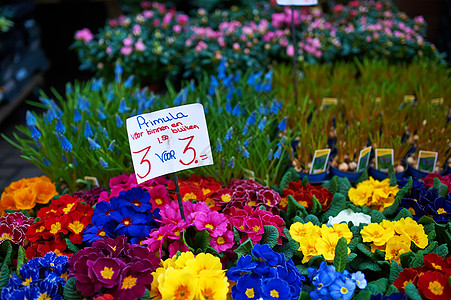 阿姆斯特丹花卉市场销售绿色花束零售季节性店铺植物群价格花店郁金香图片