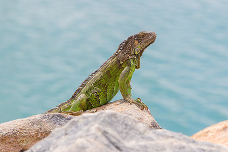 Iguana 蜥蜴坐在岩石上冒充动物尖刺水平鬣蜥视线鳞片状热带食草蓝色图片