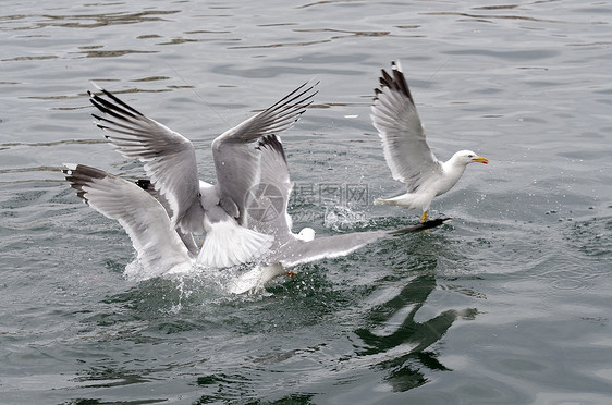 海鸥动物野生动物翅膀航班荒野海鸟海洋动物群飞行图片