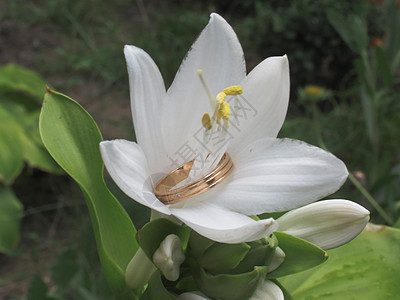 白丽花和环图片