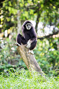 白手 Gibbon猩猩原始人俘虏木头动物脸颊黑猩猩黑色日志丛林图片