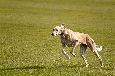 狗动物学校赛跑运动跑道比赛竞赛速度宠物会议图片