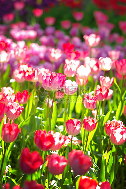 甜美的郁丽花花园粉红色旅行粉色假期花园农村花店环境场地公园图片