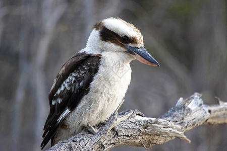 澳大利亚Kookaburra龙马野生动物旅行假期翠鸟图片