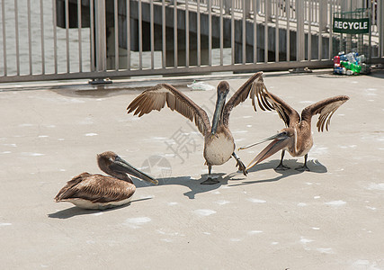 Pelican 党时间图片