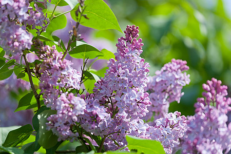风上粉红硅波的分支花园蓝色园艺紫色白色生长季节衬套花瓣阳光图片