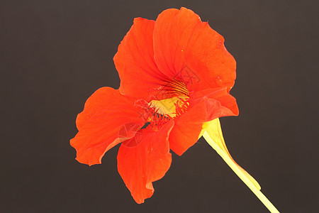 旱金莲年度花瓣植物花园橙子背景图片