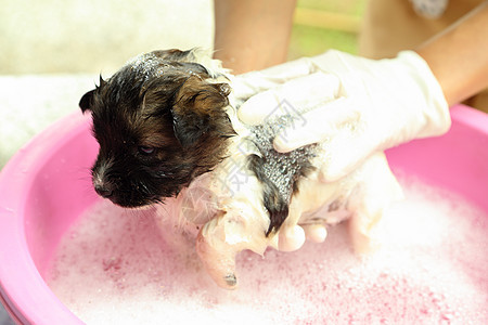 浴盆里的小狗狗浴室犬类宠物毛皮肥皂头发泡沫气泡小狗浴缸图片