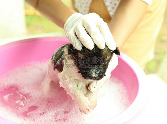 浴盆里的小狗狗小狗动物洗发水犬类眼睛头发浴缸宠物气泡浴室图片