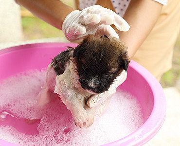 浴盆里的小狗狗洗发水身体肥皂金属气泡浴室淋浴眼睛浴缸犬类图片