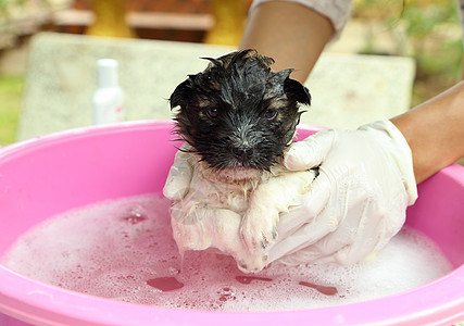 浴盆里的小狗狗气泡肥皂动物毛皮金属犬类眼睛泡沫浴缸浴室图片