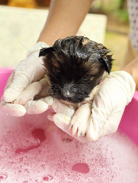浴盆里的小狗狗泡沫小狗眼睛身体宠物肥皂浴室塑料头发毛皮图片