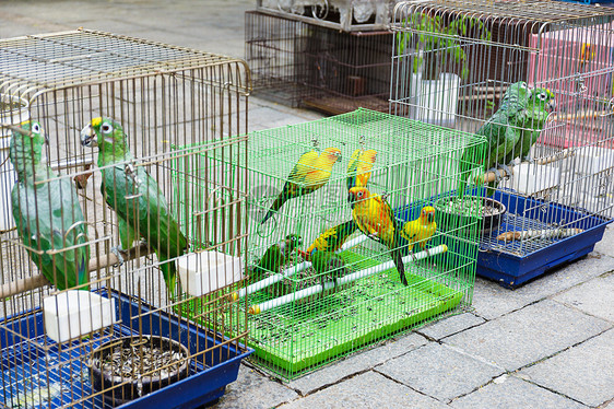 在香港卖的鸟图片