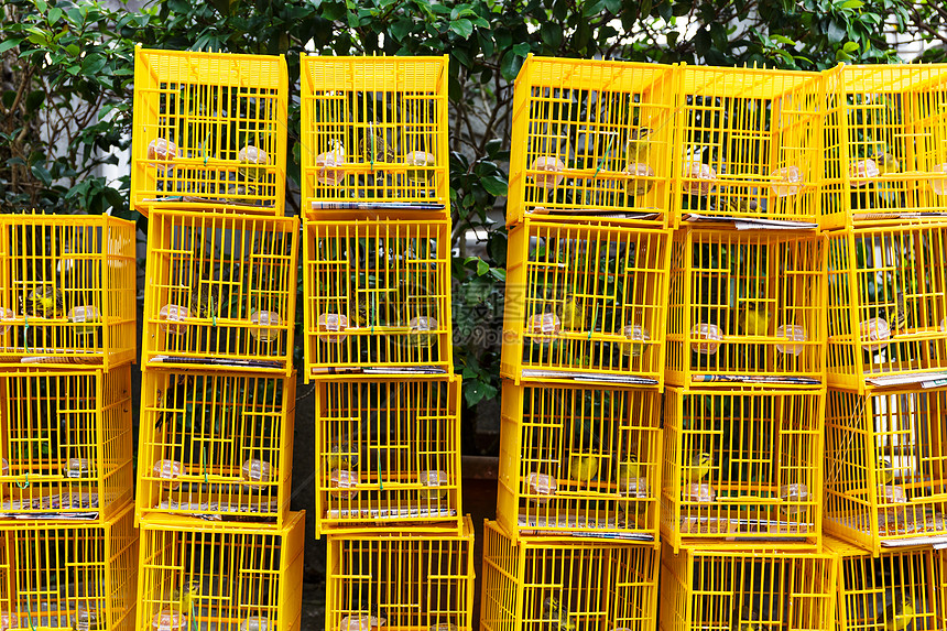 香港鸟类市场黑色装饰花园动物鹦鹉风格棕色鸟笼配种图片