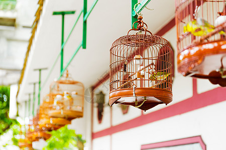 香港鸟园鸟类捕鸟宠物鸟笼寂寞笼子文化传统羽毛俘虏旅行图片