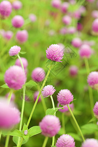 球苋或植物群花园香气团体园艺场地宏观公园地球叶子图片