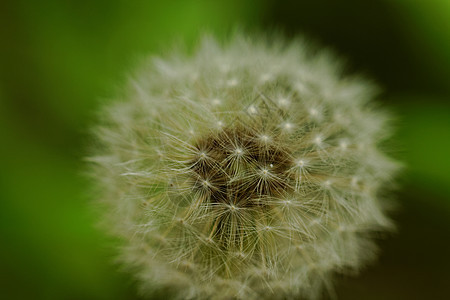 蒲公英花花园生活生长场地宏观植物群植物天空植物学场景图片