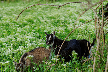 山羊放牧农村胡须草地牛角哺乳动物毛皮动物群家畜动物农场图片