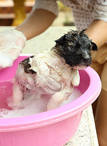 浴盆里的小狗狗毛皮小狗动物浴室洗发水金属宠物塑料浴缸眼睛图片
