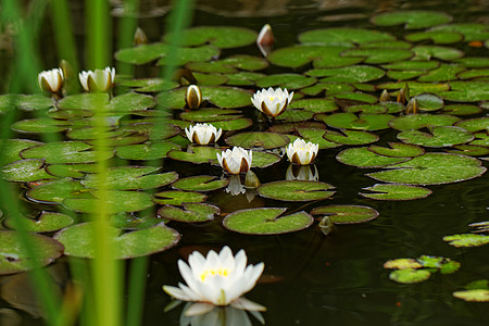 水百合开花盛开高清图片