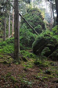 雨后绿林环境风景叶子旅行季节植被晴天雨林植物群森林图片