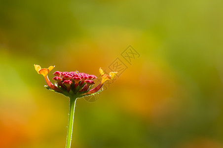 黄色红色花瓣红色兰塔纳花芽详情橙子植物花园粉色黄色花瓣绿色背景