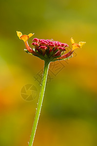 红色兰塔纳花芽详情黄色植物绿色粉色花园橙子花瓣图片