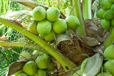 椰子挂在棕榈树上方式旅行背景绿色地点坚果水果气候热带生活背景图片