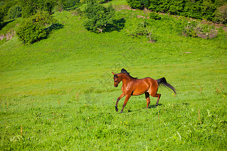 阿拉伯赛车手在绿色夏季草原上奔跑鬃毛速度场地农业良种团体自由哺乳动物赛跑者草地图片