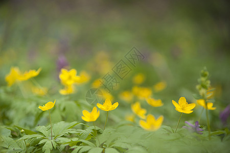 黄色春花 宏观特写场景蓝色草地植物季节植物群叶子草本植物场地农场图片