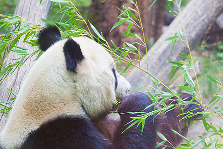 大熊熊熊 一只熊是竹子逃逸动物学毛皮动物园野生动物哺乳动物荒野旅行旅游森林栖息地背景图片