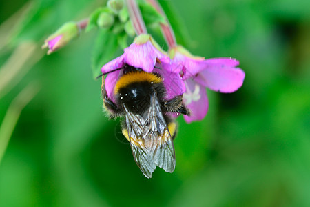 用紫花喂蜜蜂图片