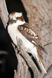 澳大利亚Kookaburra假期野生动物翠鸟龙马旅行图片