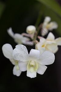 白兰花植物群植物花瓣美丽热带工作室兰花花园荒野紫色图片