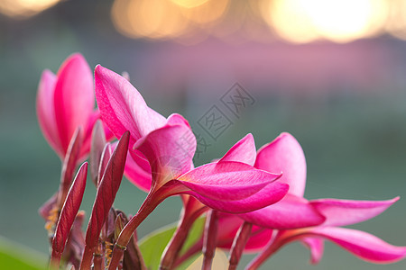 红色的freangipani芳香温泉坡度植物群寺庙异国香水花瓣鸡蛋花宏观图片