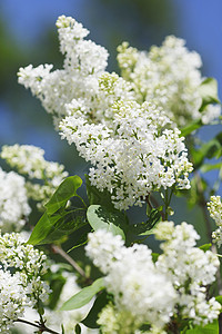 白银季节衬套叶子宏观绿色花园紫丁香阳光白色植物图片