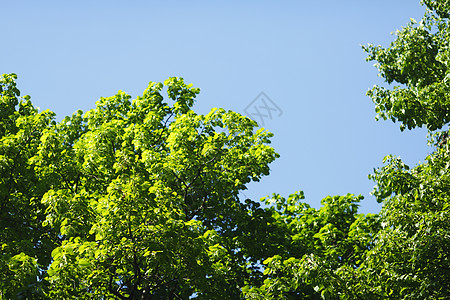 林丁树森林晴天公园木头叶子阳光天空植物绿色蓝色背景图片