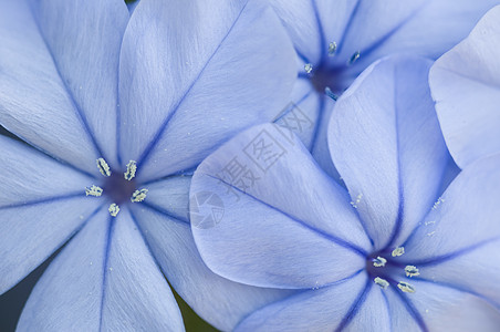 普拉姆巴哥胡里库拉塔花芽花瓣蓝色植物花园花朵季节石墨天蓝色宏观图片
