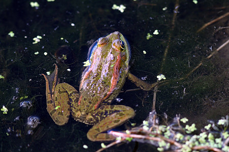 青蛙的近身镜头图片