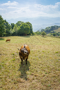 棕牛在草地上放牧村庄天堂棕色奶牛风景爬坡乡村农场季节性牛奶图片