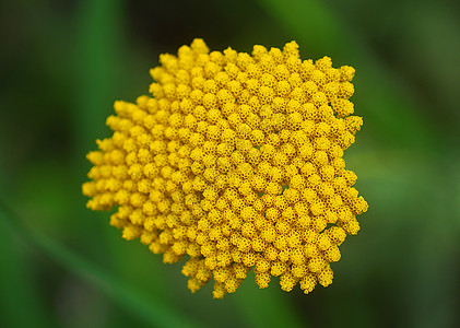 黄色亚罗阿基利亚花朵花园花瓣植物群背景图片