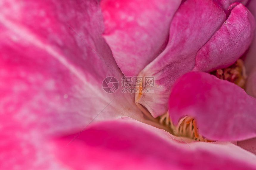 特写粉红玫瑰花瓣 抽象模式 自然 花朵图片